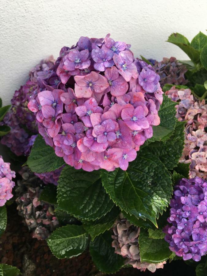 Casa Das Hortensias Ponta Delgada  Ngoại thất bức ảnh